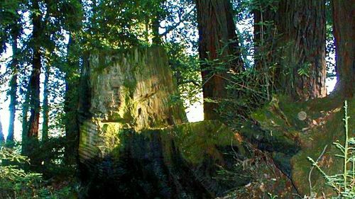 Trees in forest