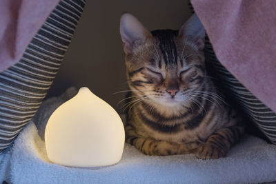 Close-up of cat relaxing at home