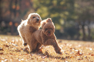 Dog playing in a field