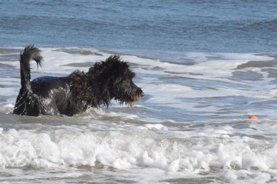 View of dog on beach