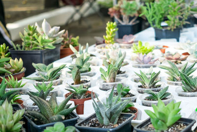 Close-up of potted plants for sale