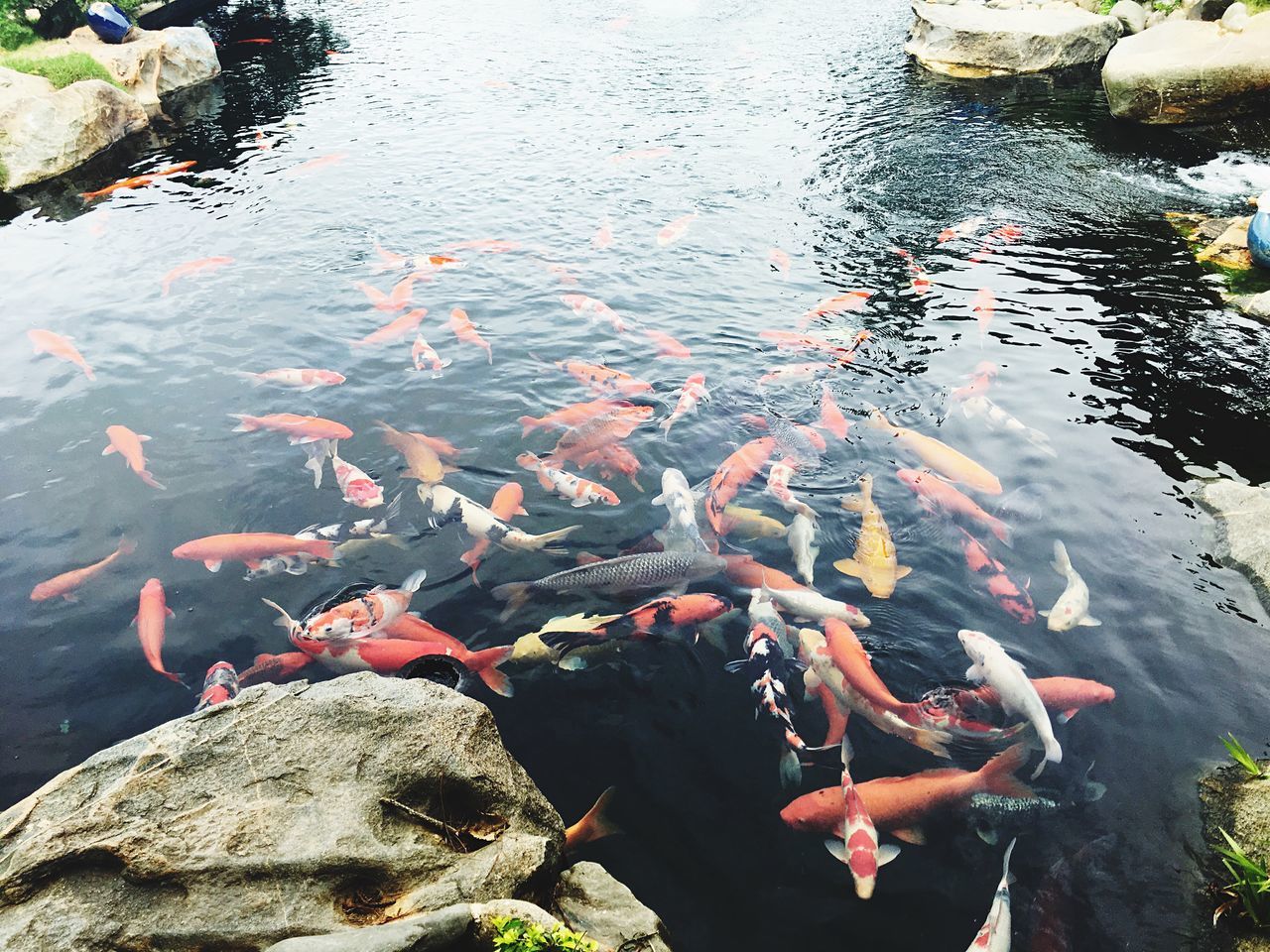 water, group of animals, animal wildlife, vertebrate, animals in the wild, fish, swimming, animal themes, animal, large group of animals, carp, koi carp, lake, underwater, high angle view, nature, no people, school of fish, outdoors, marine