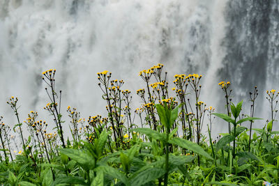 Close-up of yellow flowering plant on field