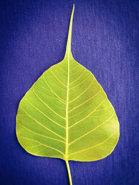 High angle view of leaf against blue background