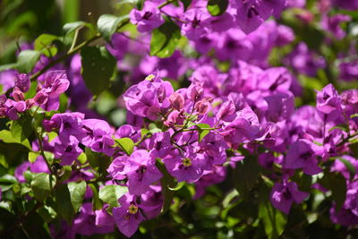 Close-up of pink flowering plant