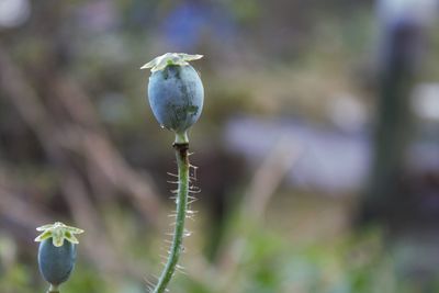 Close-up of fly on flower buds