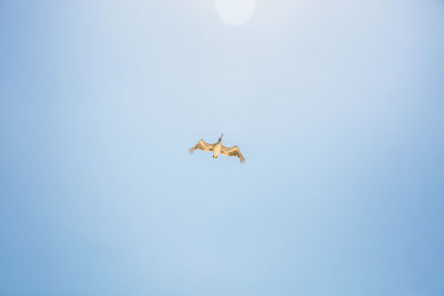 Low angle view of bird flying against clear sky