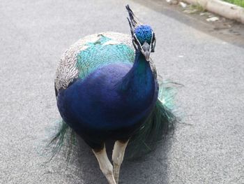 High angle view of peacock perching on wood