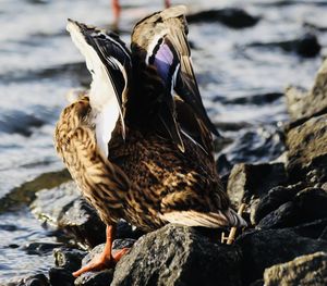 Close-up of birds on rock