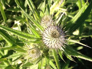 Close-up of thistle