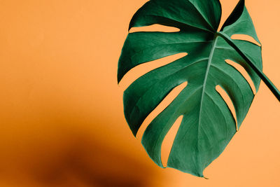 Close-up of hand holding leaf against yellow background