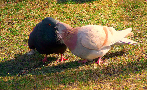 Birds on grassy field