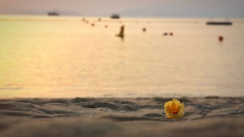 Crab on sand