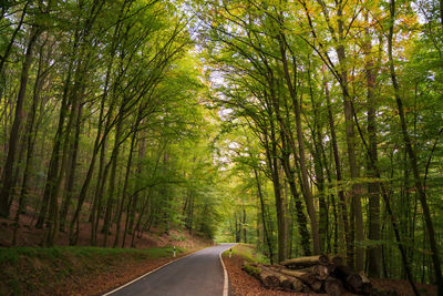 Road amidst trees in forest