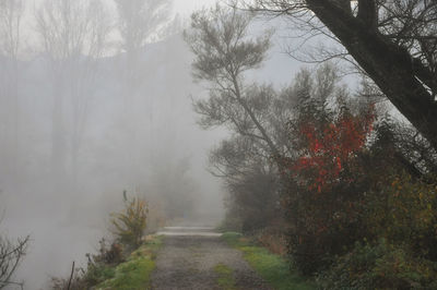Footpath amidst trees in forest