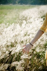 Cropped hand of woman touching stalks growing on field