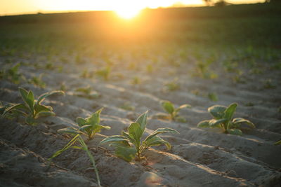 Plants growing on field during sunset