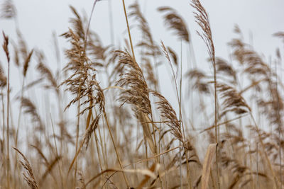 Close-up of stalks in field