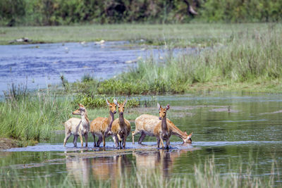 Horses in a lake