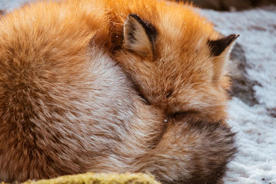 Close-up of cat sleeping