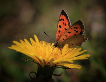 Close-up of butterfly pollinating on yellow flower