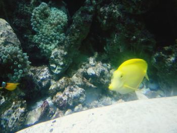 Fish swimming in sea