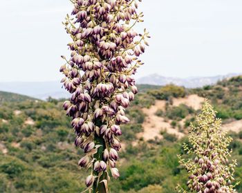 Close-up of purple flowers against clear sky