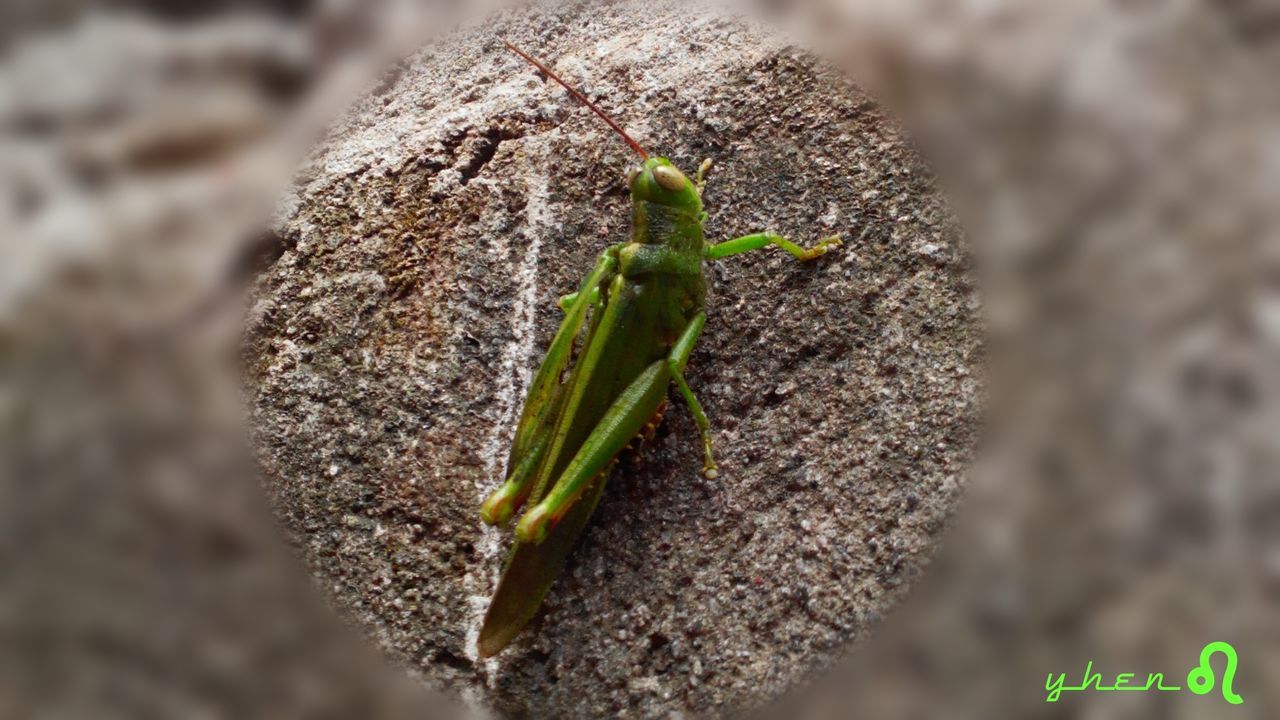 insect, close-up, focus on foreground, growth, green color, plant, animals in the wild, nature, animal themes, wildlife, selective focus, one animal, day, outdoors, beauty in nature, beginnings, freshness, flower, no people, cactus