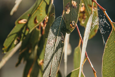 Close-up of leaf