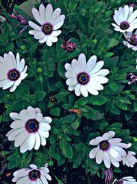 Close-up of white flowers