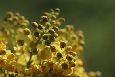 Close-up of flowering plant