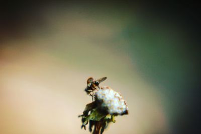 Close-up of bee pollinating on flower