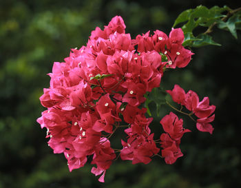 Close-up of pink flowering plant in park