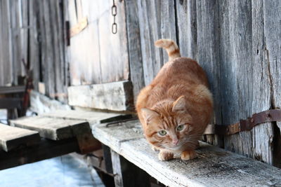 Portrait of cat lying on wood