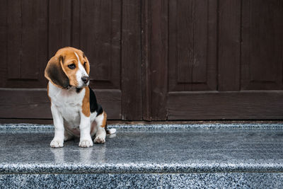 Beagle personality, temperament. beagle puppy at home. little beagle breed dog at his new home.