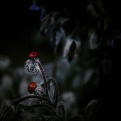 Close-up of a bird