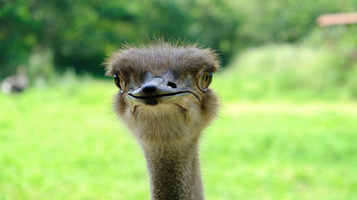 Ostrich close up portrait, close up ostrich head