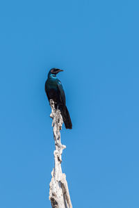 Low angle view of starling perching on branch