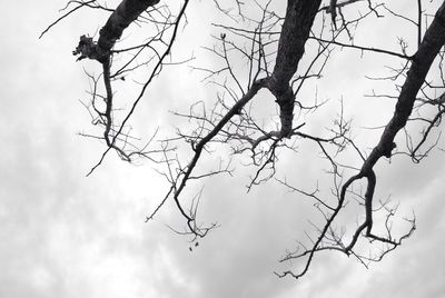 Low angle view of bare tree against sky