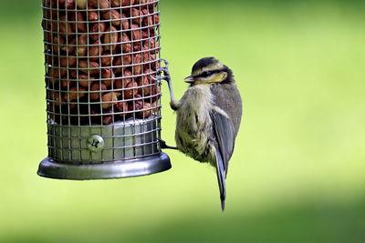 Close-up of bird perching on feeder