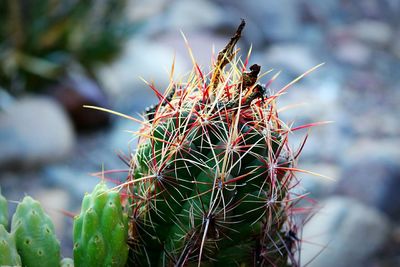 Close-up of cactus plant