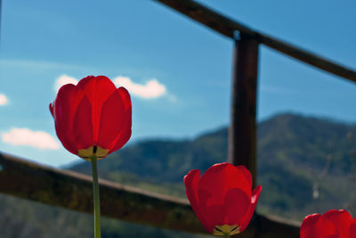 Close-up of red tulips against sky on sunny day