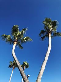 Low angle view of coconut palm tree against clear blue sky