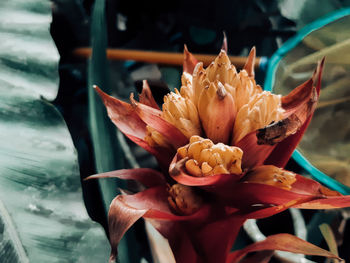 Close-up of red lily