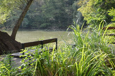 Plants growing on land