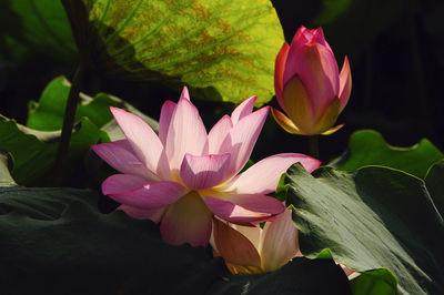 Close-up of pink water lily in pond
