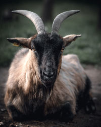 Close-up portrait of goat