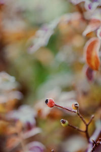 Close-up of berries growing on tree