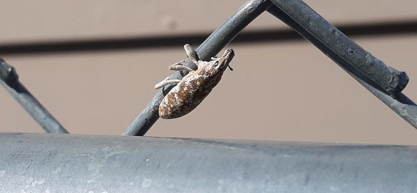 Low angle view of a bird on metal railing