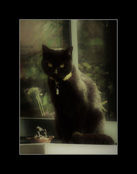 Portrait of cat sitting on glass